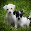 Bella & Beau