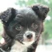 Inu - Chiweenie