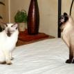 Santino & Mikki