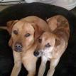 Abby & Trevor