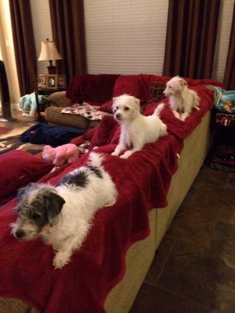 All of the Capers dogs..