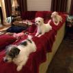 The Capers Dogs