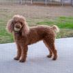 Ginger