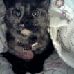 Mollie