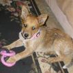 Sadie 