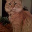 Saffy again